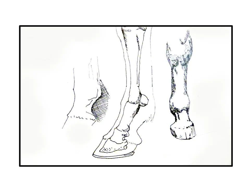diapositiva7.jpg