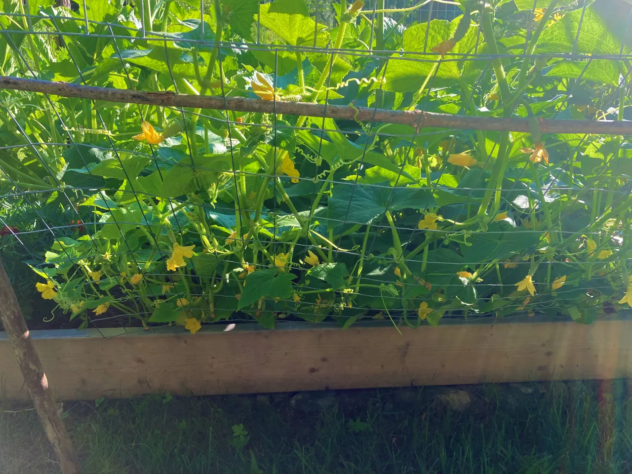 Cuke flowers