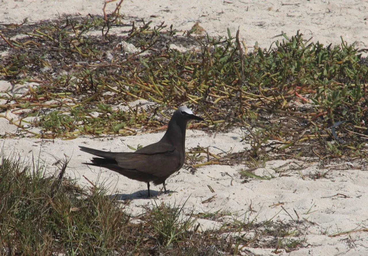 Brown Noddy