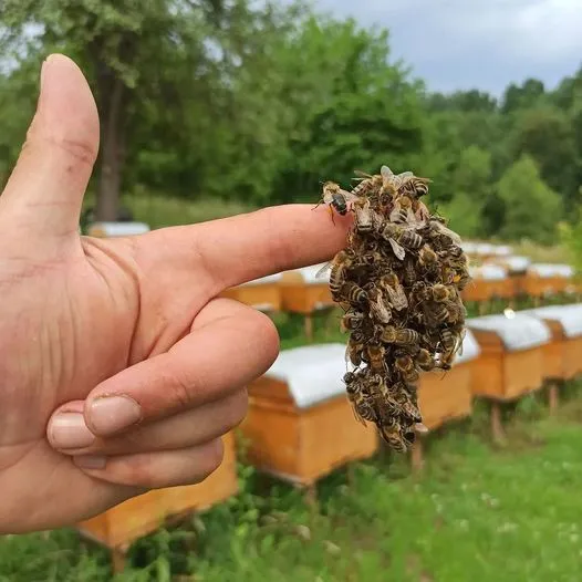 openhivebees.jpg
