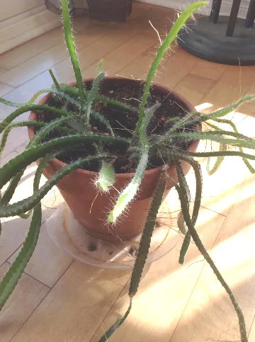 dragonfruit 2.jpg