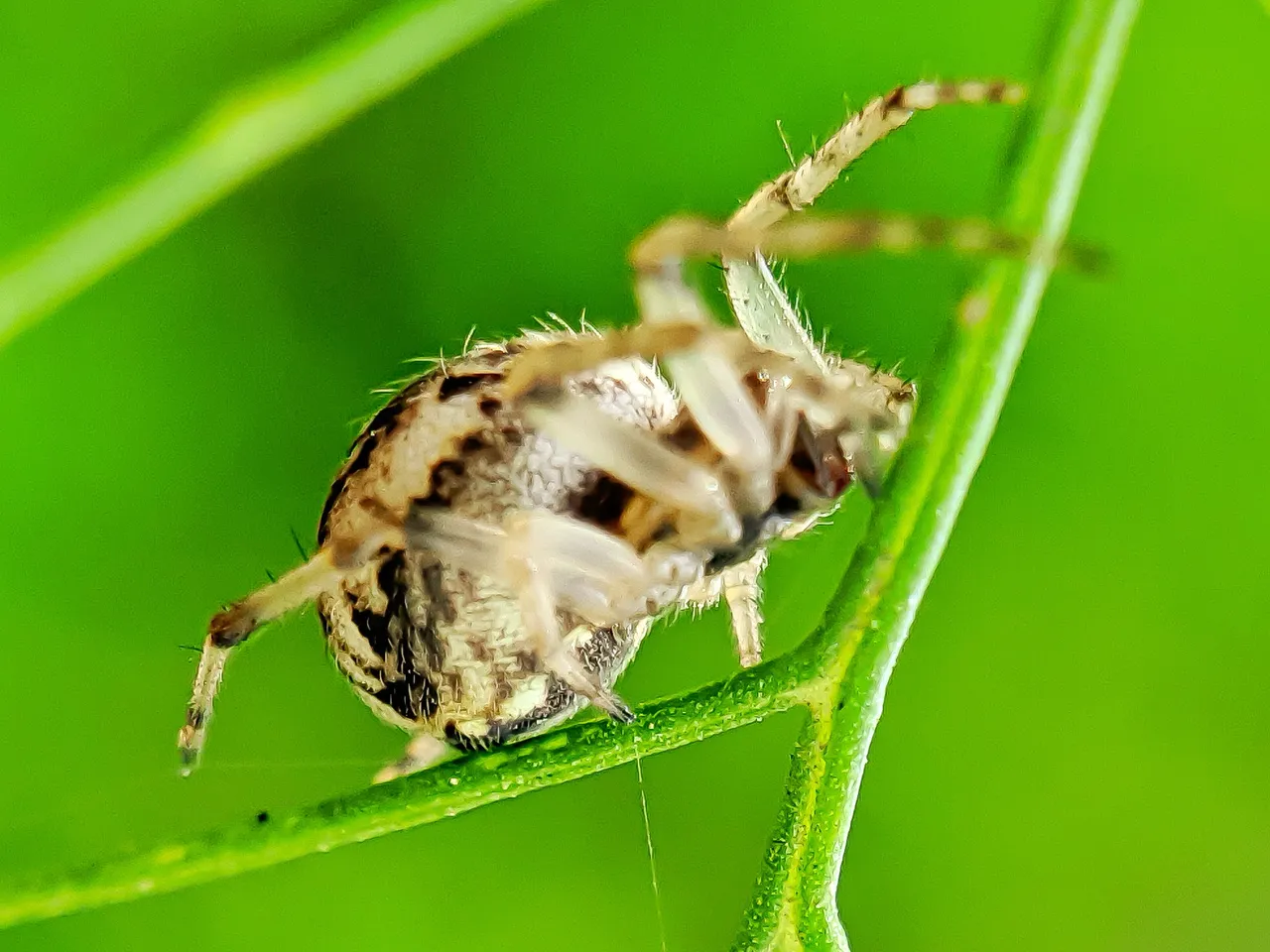 spider (2).jpeg