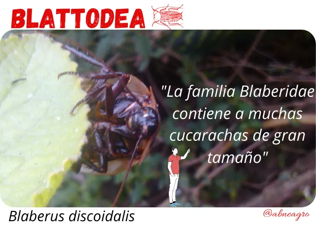 Blattodea 2.png