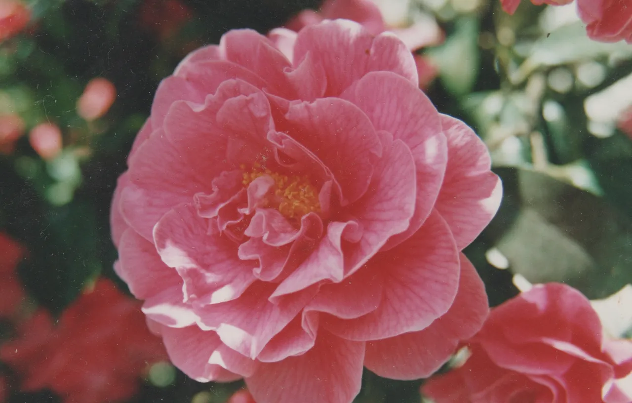 Pink flower.jpg