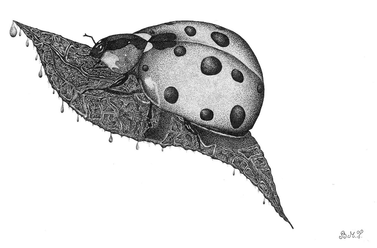 ladybug (8).jpg