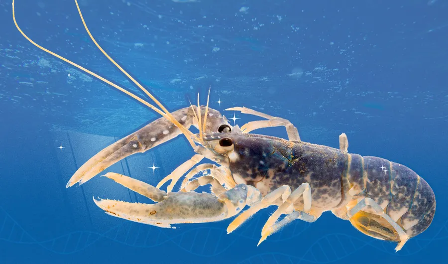 lobster-aging.jpg