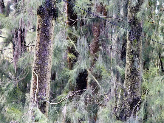 arboles2a-550.jpg