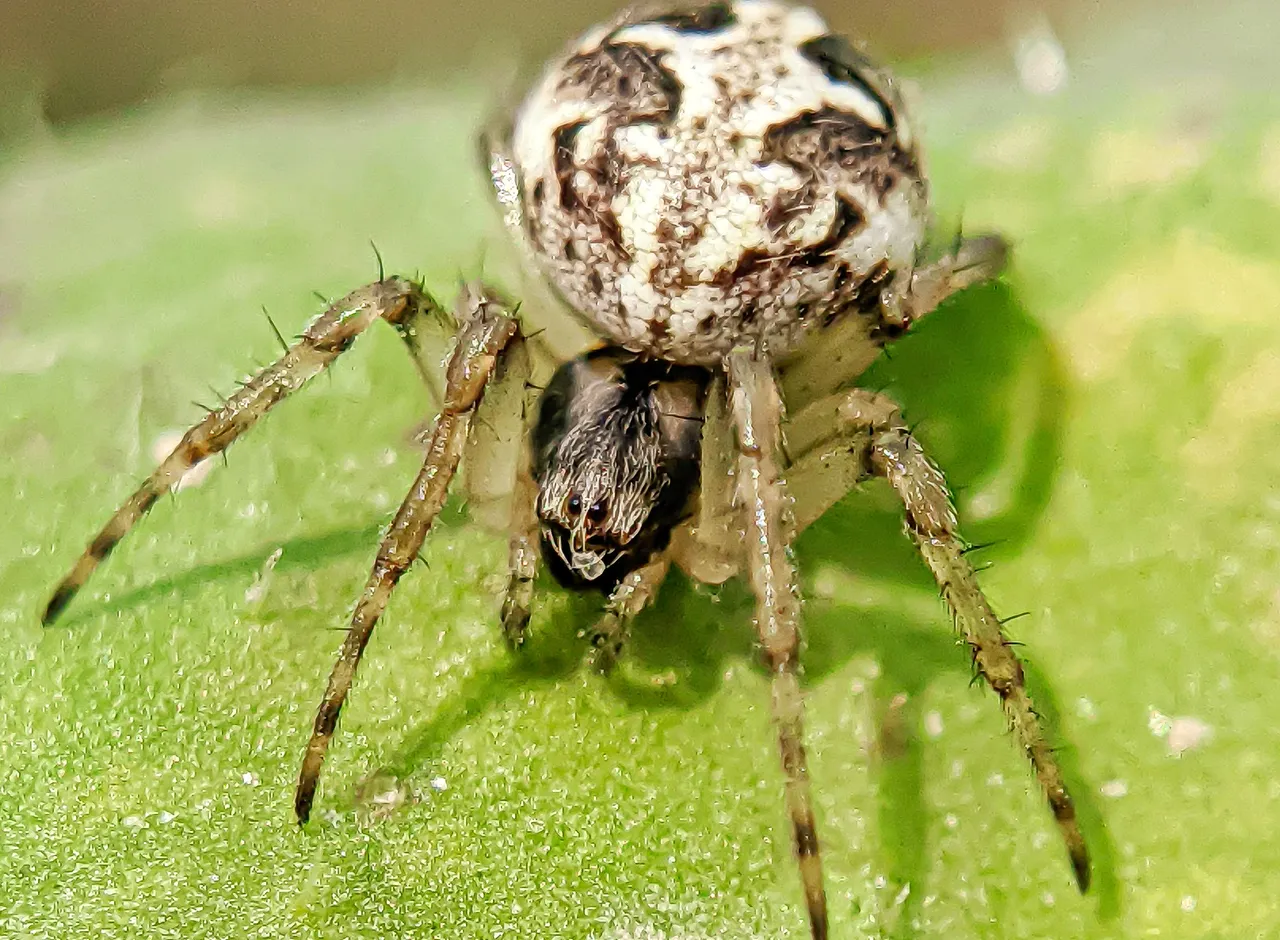 spider (8).jpeg