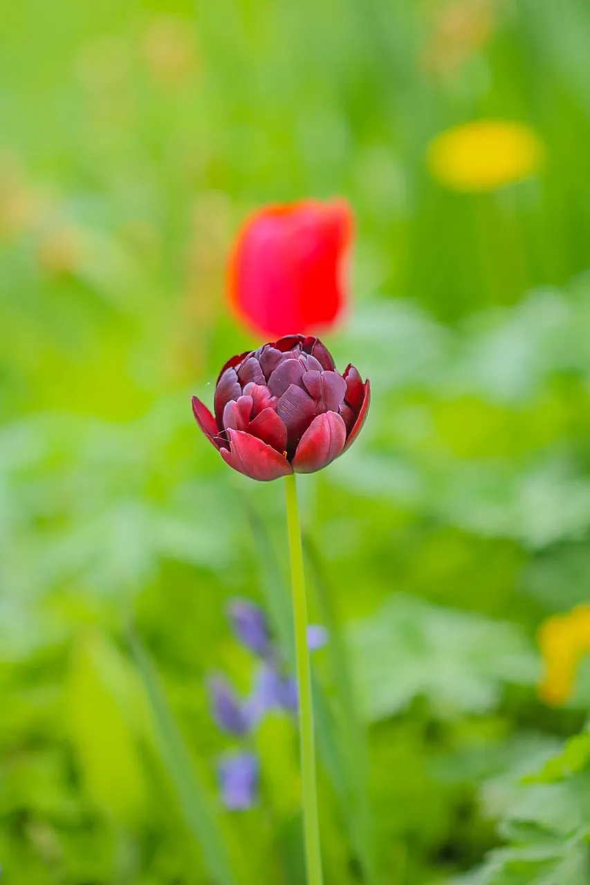 flowers (6).jpg