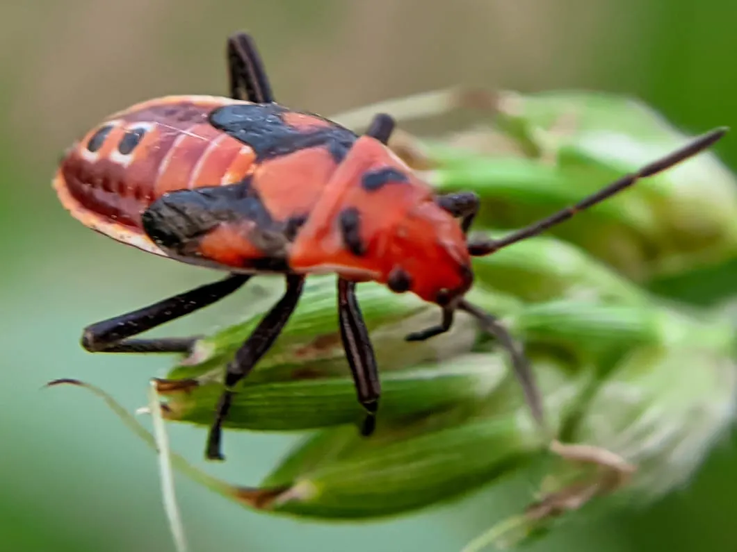 insect (8).jpeg