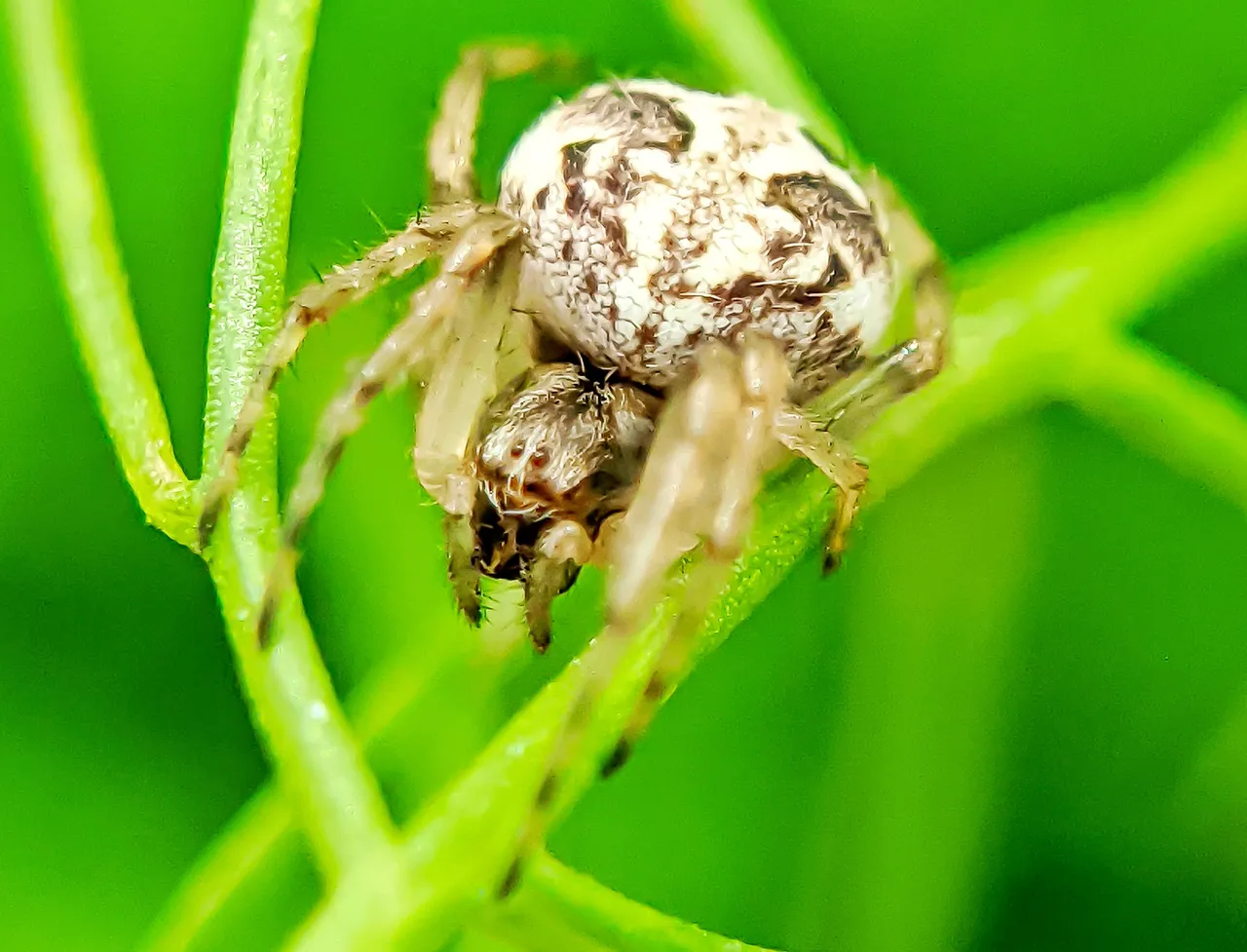 spider (4).jpeg