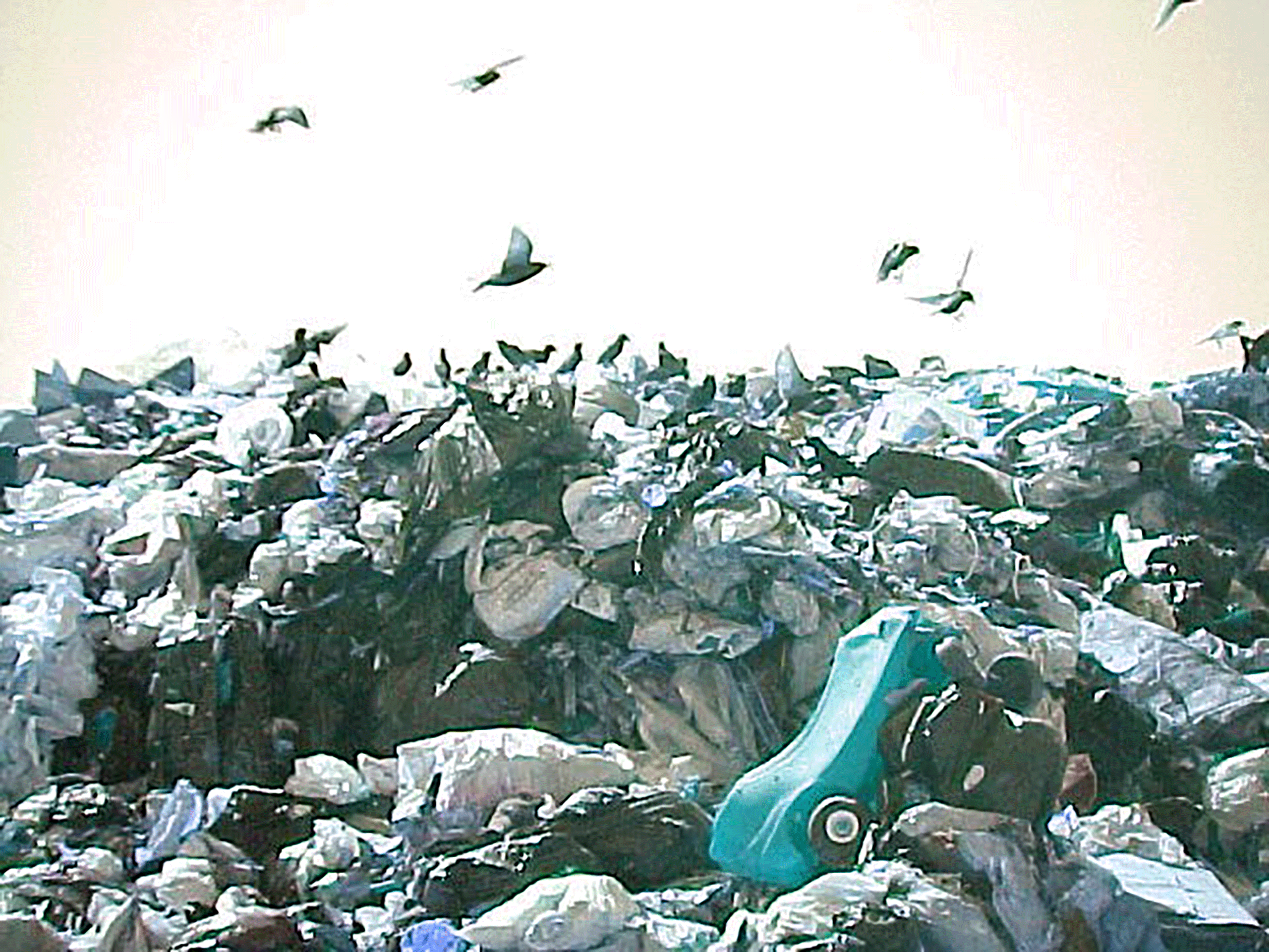 landfill--004.gif