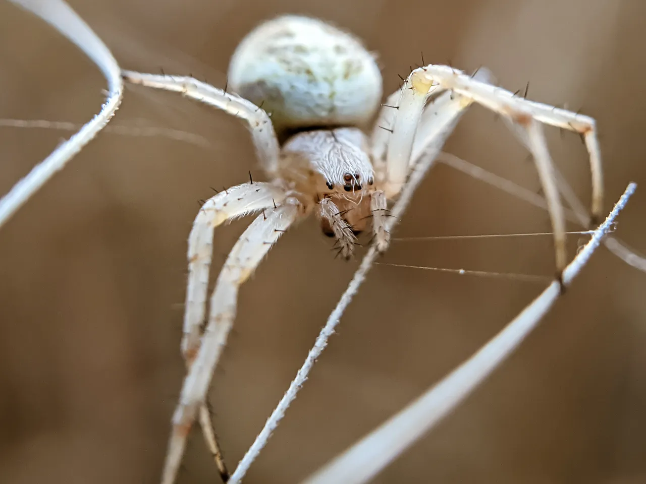 spider (11).jpg