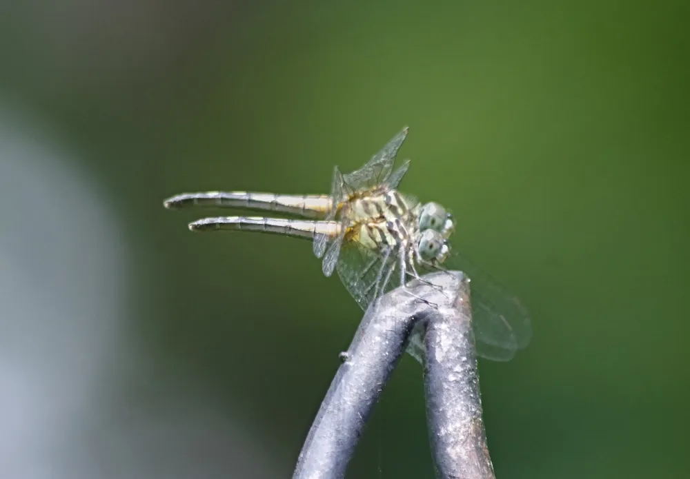 dragonfly (1).jpg