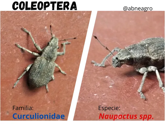 Coleoptera(7).png