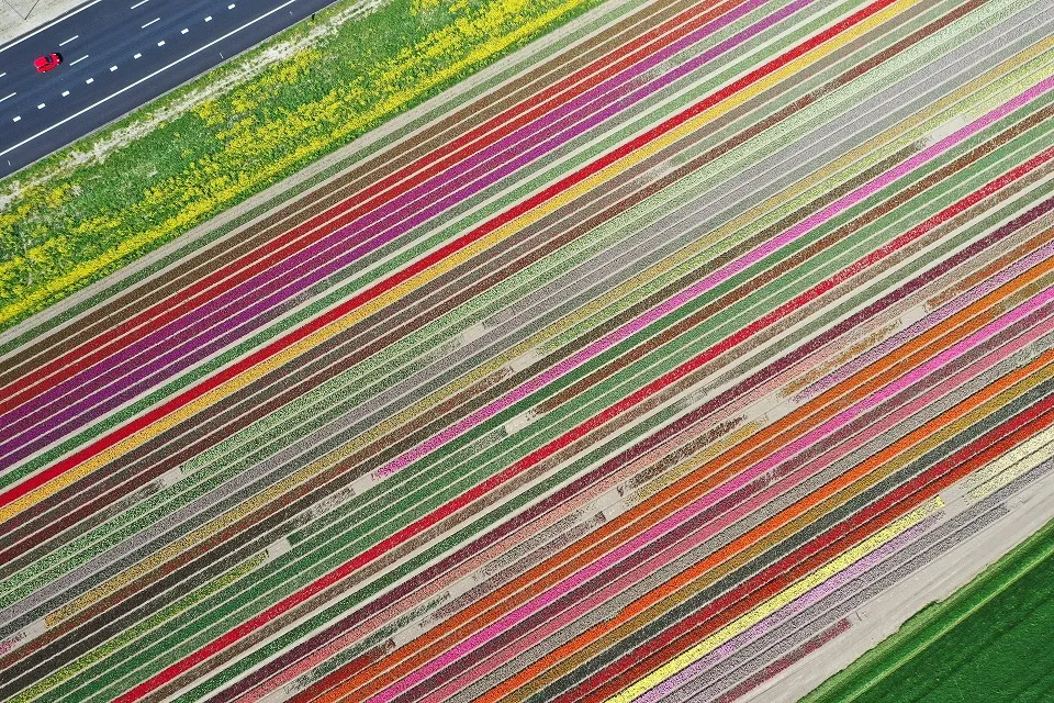 HIVE tulips.jpg