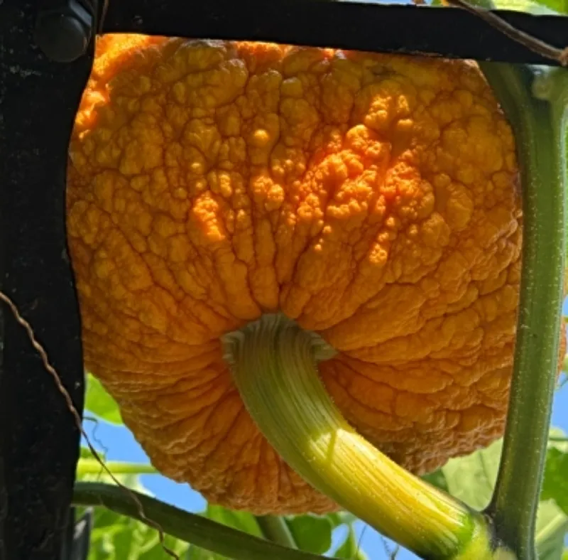 turban squash.jpg