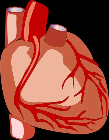 humanheartlow.jpg
