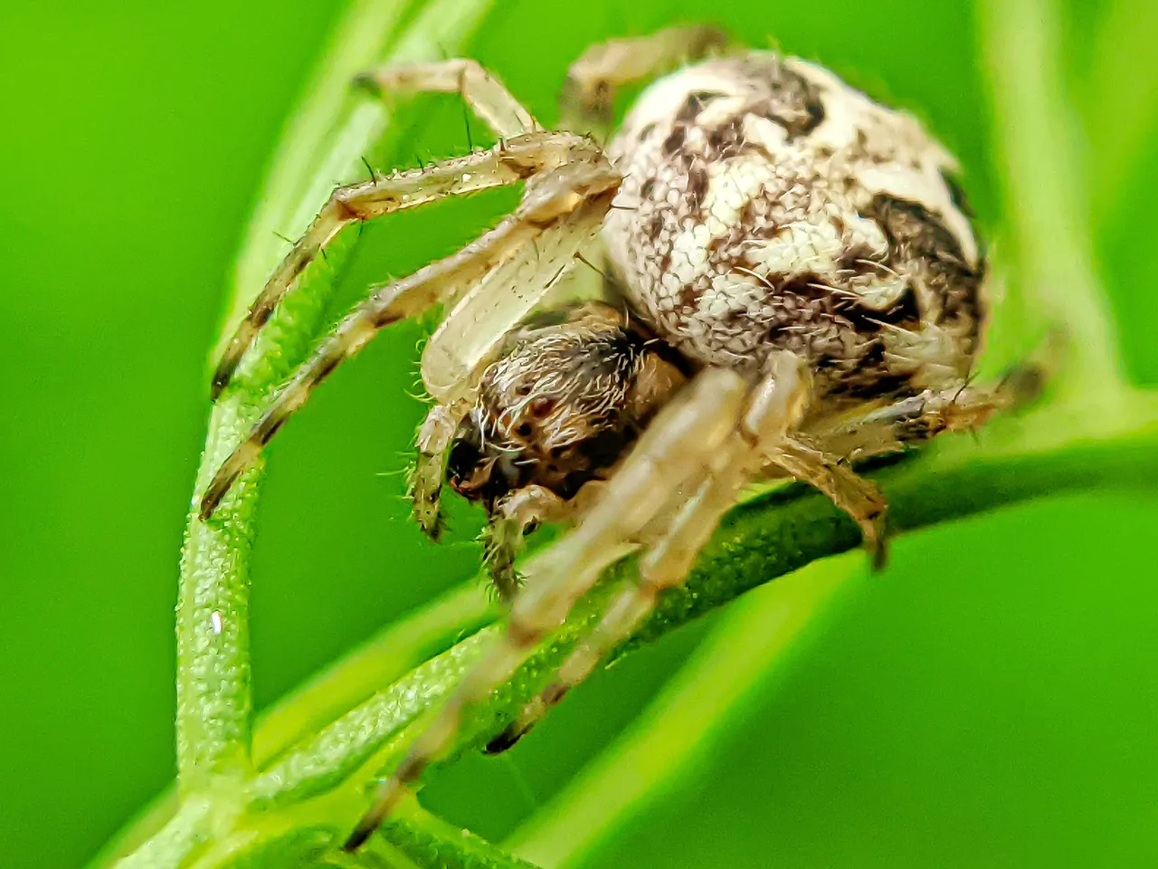spider (5).jpeg