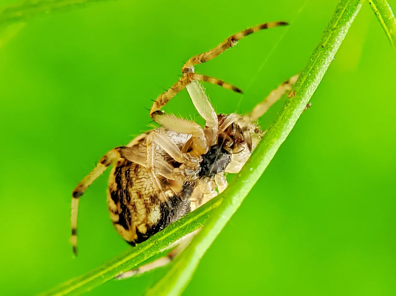 spider (3).jpeg