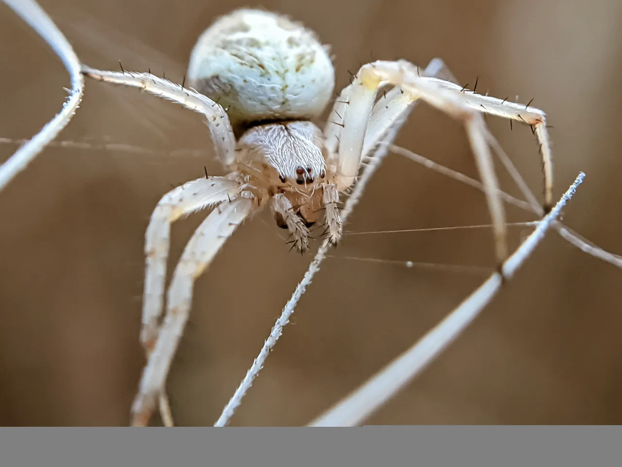 spider (10).jpg