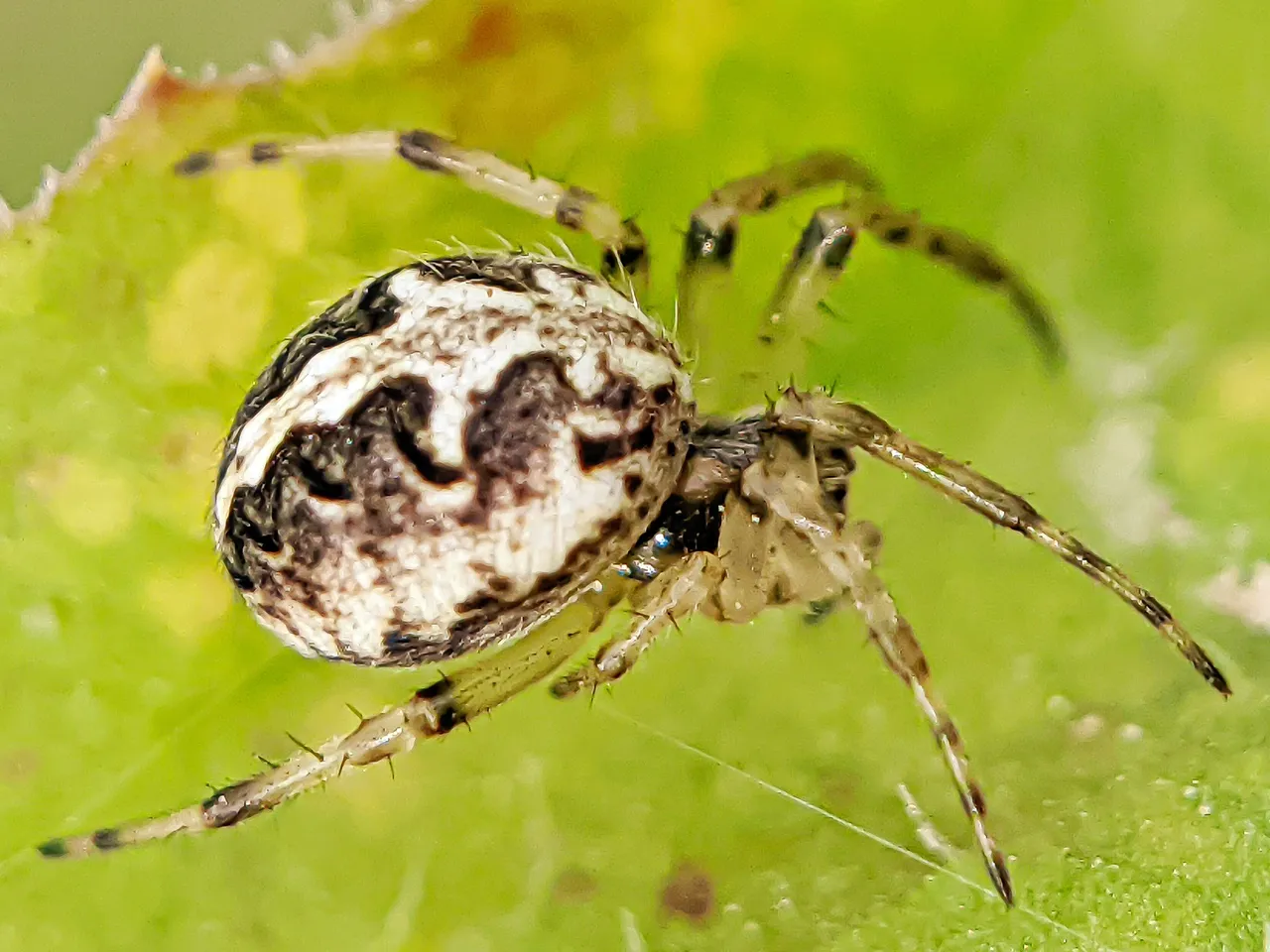 spider (7).jpeg