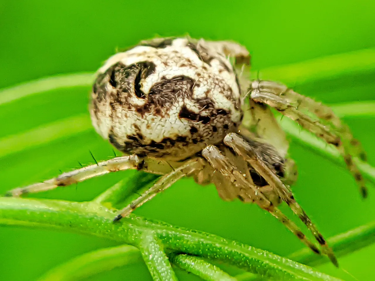 spider (6).jpeg