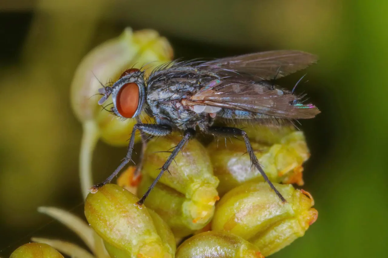 insect (11).jpg