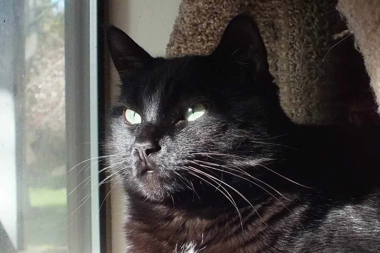 CC0150SunCat.JPG