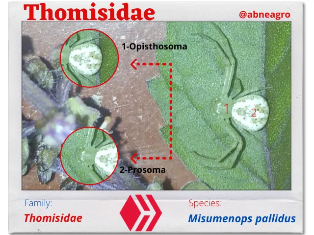 Thomisidae(4).png