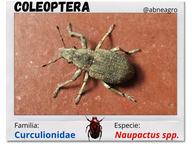 Coleoptera(2).png