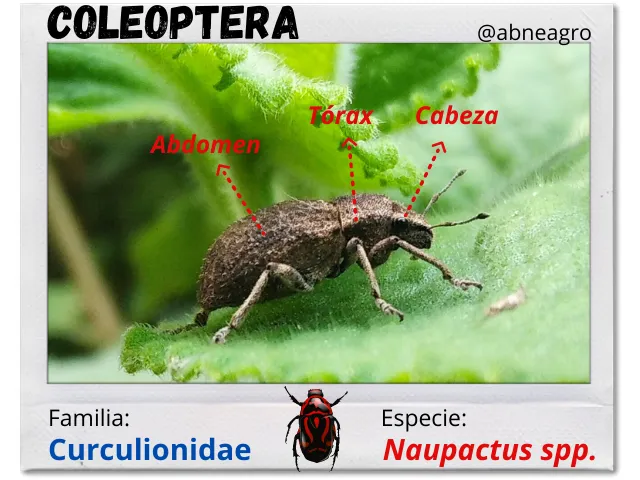 Coleoptera(3).png