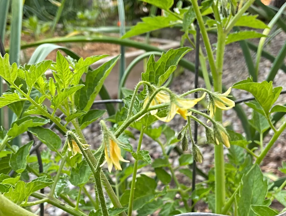 garden-tomato.jpg