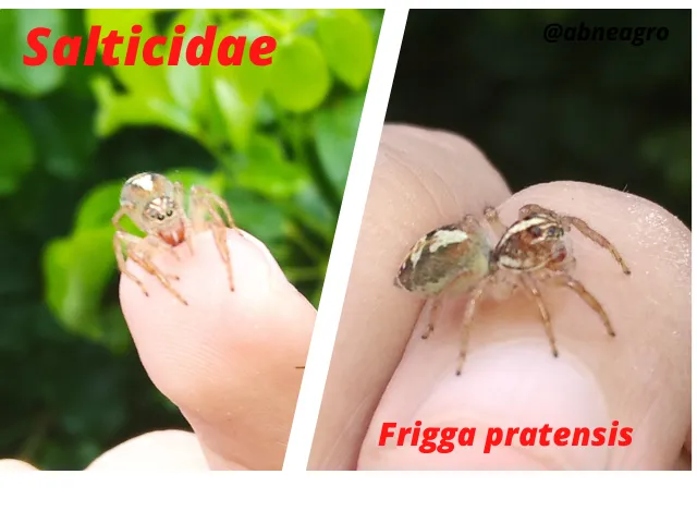 Salticidae(7).png