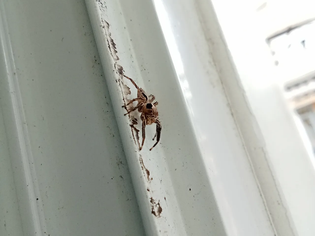 spider side.JPG