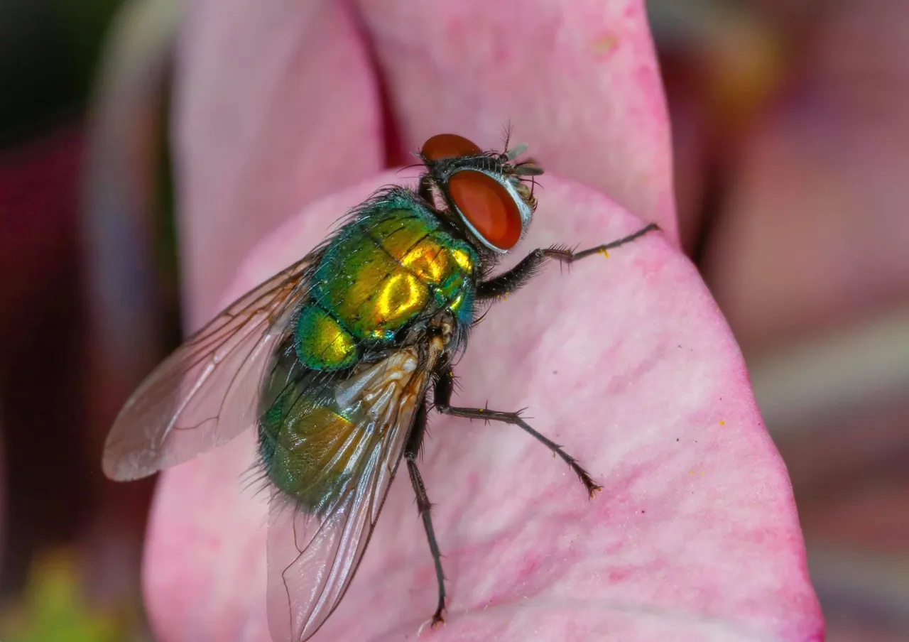 insect (10).jpg