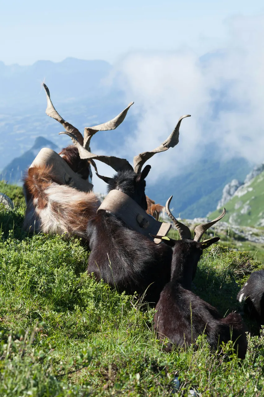 markhor (2).jpg