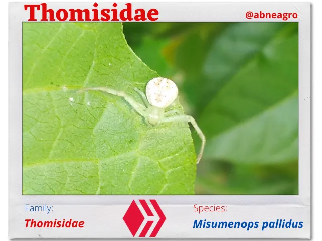 Thomisidae(2).png