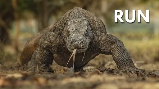 komododragon.jpg