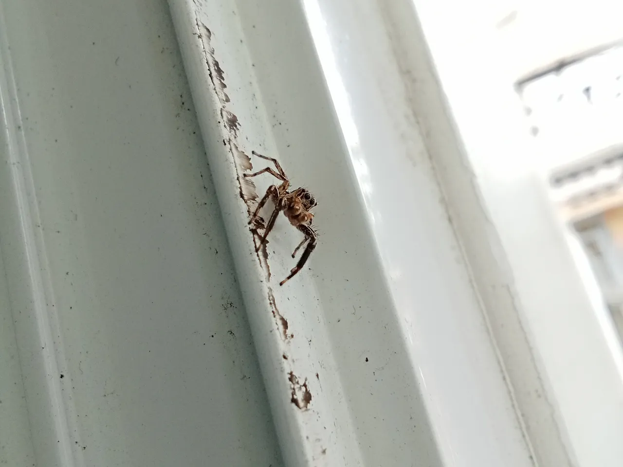spider look.JPG