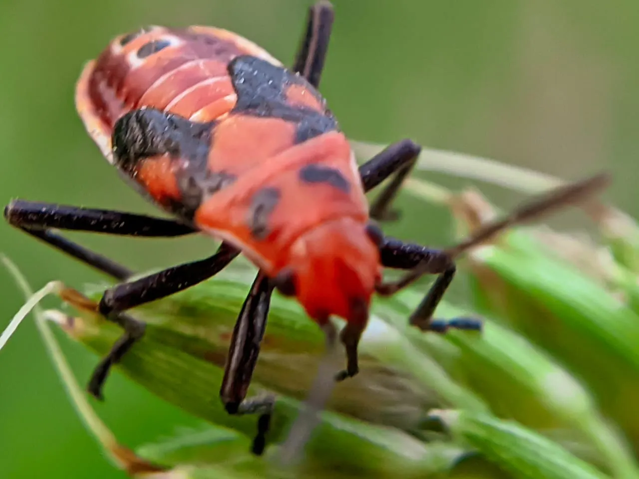 insect (9).jpeg