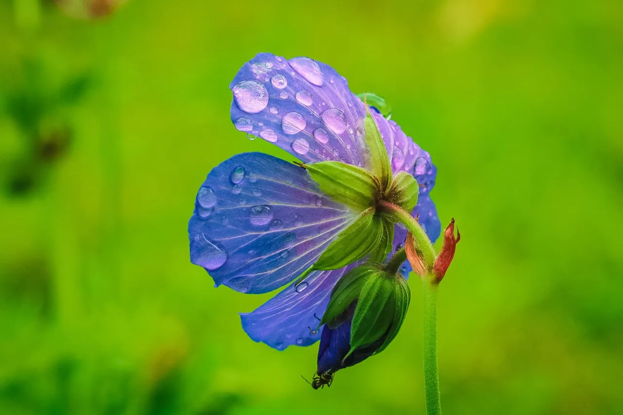 flowers (1).jpg