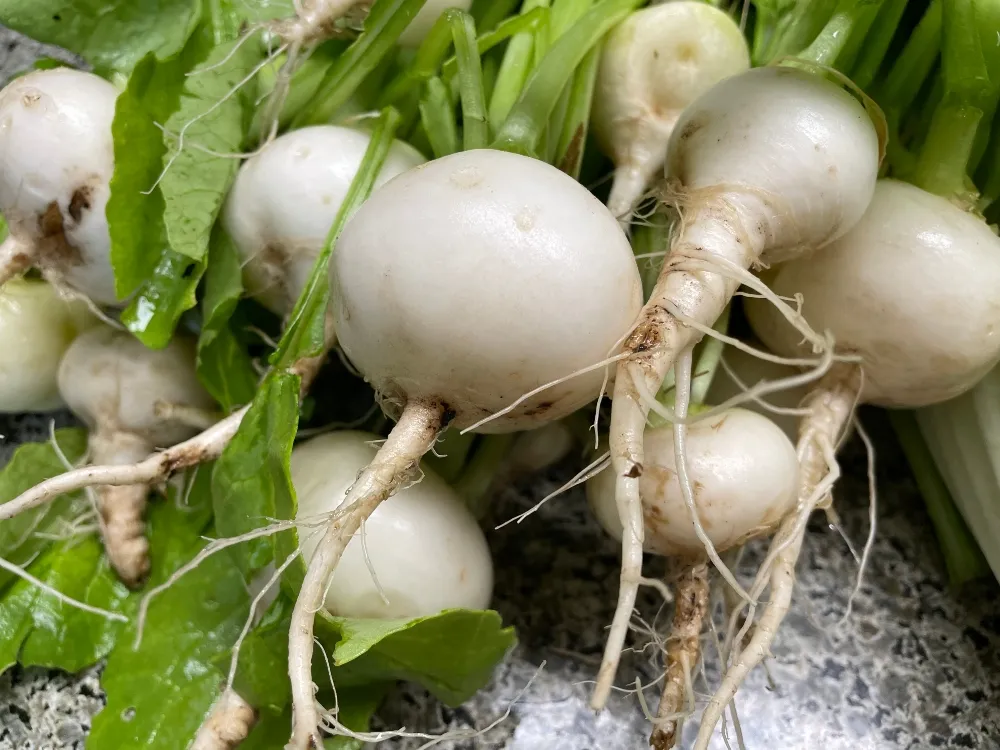 garden-radish.jpg