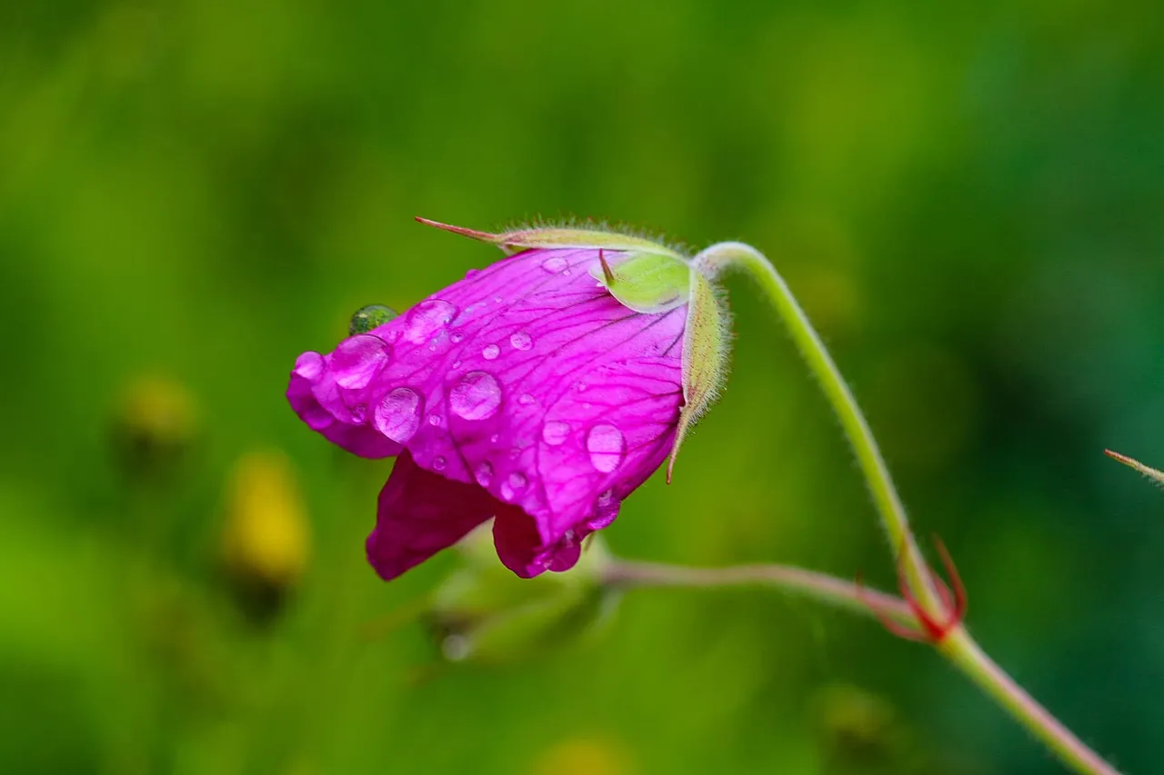 flowers (2).jpg