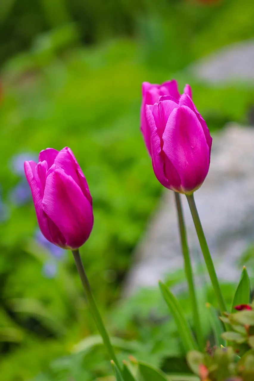 flowers (8).jpg