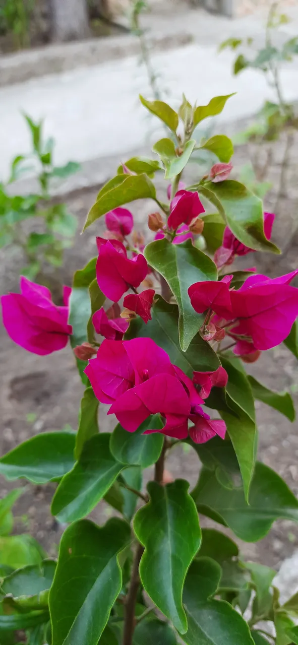 bougainvillea.jpg