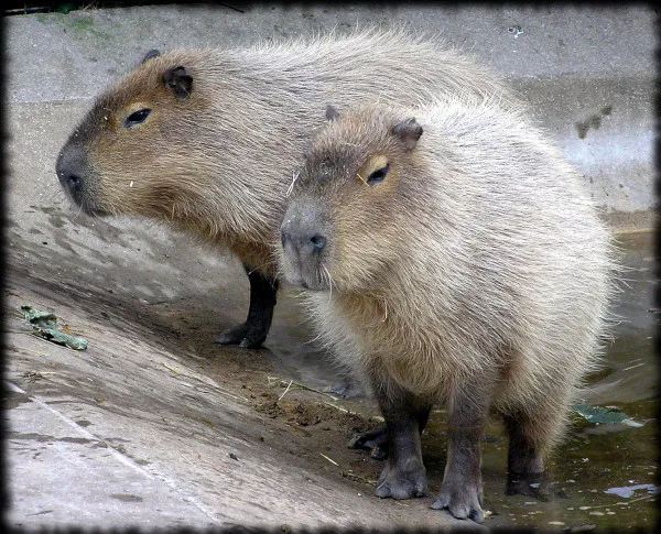 Wasserschwein.jpg
