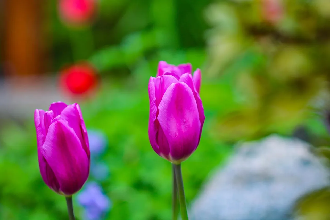 flowers (7).jpg