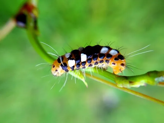 caterpillar3.jfif