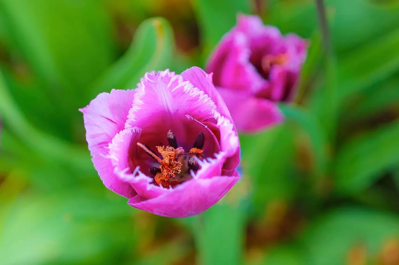 flowers (9).jpg
